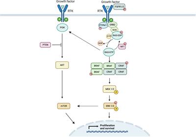 BRAF-mediated brain tumors in adults and children: A review and the Australian and New Zealand experience